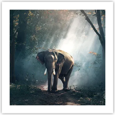 Produktbild von Poster - Poster ohne Rahmen - elefant natur - 50x50 cm - Wand Bild - Wanddeko - Wandbilder - Kunstposter - Wandposter - Bilder - Kunstdruck - Wanddekoration - Wandbild - P2XAC50x50-3972