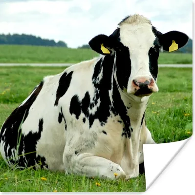 Produktbild von MuchoWow® Poster Kuh - Gras - Tiere - Berg 50x50 cm - Wohnzimmerdekoration