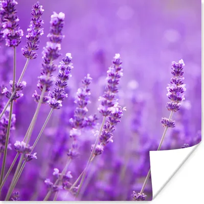 Produktbild von MuchoWow® Poster Lavendel - Nahaufnahme - Blumen - Lila 50x50 cm - Wohnzimmerdekoration