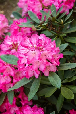 Produktbild von Rhododendron williamsianum Lissabon 50-60 cm, im Topf, immergrün