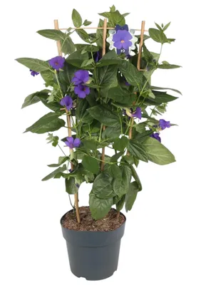Productafbeelding van Blaue Himmelsbloem, 70 cm, XXL, Thunbergia battiscombei