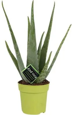 Obrázok produktu pre Pravá izbová rastlina Aloe vera Ø 12 cm ↕ 45 cm – kúpte si nenáročnú sukulentnú rastlinu do obývačky, kancelárie a na svetlé miesta