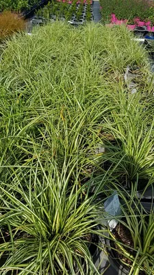 Image de Carex oshimensis 'Evergold' / Laîche d’Oshima Evergold