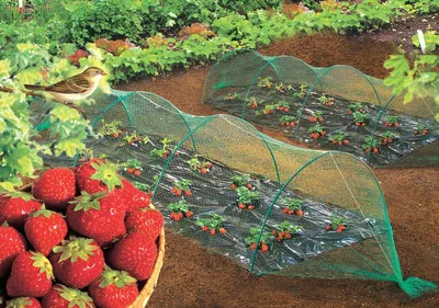 Image de Filet de protection oiseaux "Birdnet" - 2 x 10 m - Vert