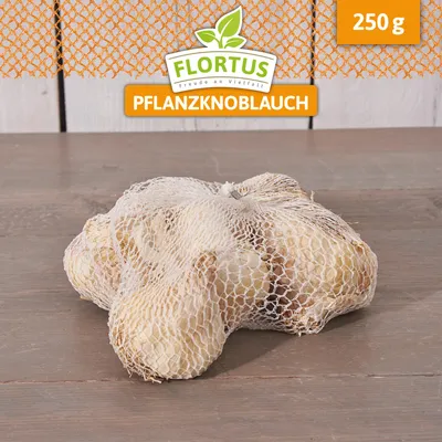 Artikelbild 4 von 'Winterpflanzknoblauch Messidrome' aus der Kategorie Winterpflanzknoblauch