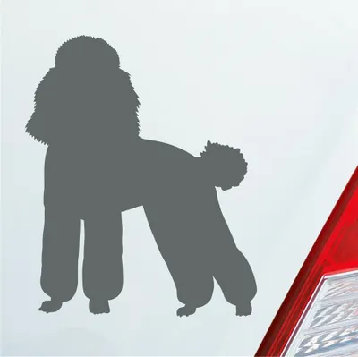 Produktbild von Auto Aufkleber süsser Pudel Hund Dog Tier niedlich Puppy 8x10 cm Grau Sticker Heckscheibenaufkleber