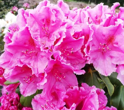 Image de Rhododendron hybride " Claudine " rhododendron alpin à grandes fleurs hauteur 50 - 60 cm