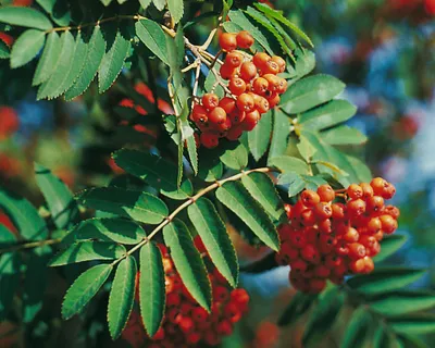 Produktbild von Essbare Eberesche - Sorbus `Edulis´ - 160-180cm im Topf