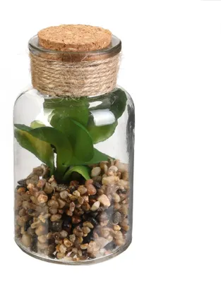 Image de Pot en verre pour plantes décoratives, avec plante nécessitant peu d'entretien