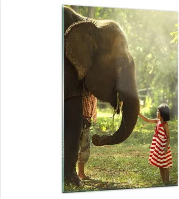 Produktbild von Bilder auf glas - Einteilig - Elefant Tier - 80x120cm - Glasbilder - Wandbilder - Bilder - zum Aufhängen bereit - Wanddekoration aus Glas - Glas Bilder - Wandbild auf Glas - GPA80x120-3884