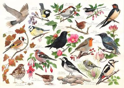 Image de House of Puzzles Puzzle 1000 Teile Birds in My Garden Puzzle