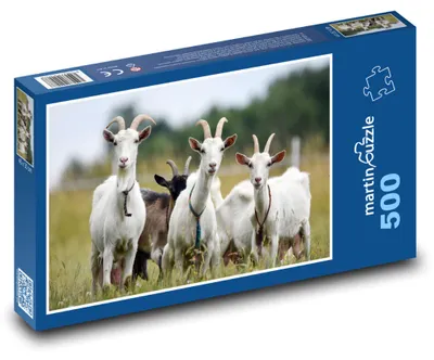 Produktbild von Puzzle 500 Fröhliche Ziegenherde auf der Wiese - martinpuzzle