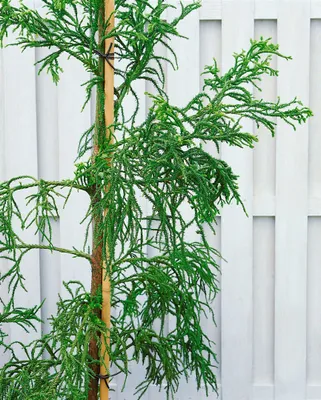 Zdjęcie produktu dla Cryptomeria japonica 'Rasen', japońska jodła półksiężycowata, 30-40 cm