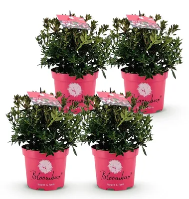 Produktbild von Green boutiQ - Zwerg-Rhododendron - Rhododendron Bloombux Magenta - Blühender Buchsbaum - Geringer Pflegeaufwand - Rosa Blüte - 4 Pflanzen - Topf 17cm - Höhe 30-40cm