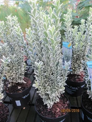 Produktbild von Euonymus japonicus White Spire (S) - japanischer Spindelstrauch White Spire (S)