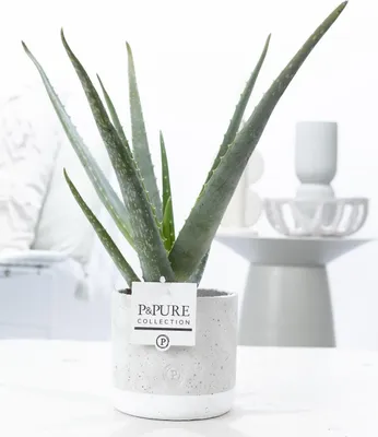 Immagine prodotto di Aloe vera in vaso Ø 12 cm, 45 cm: pianta da appartamento facile da curare, purificatrice d'aria e decorativa