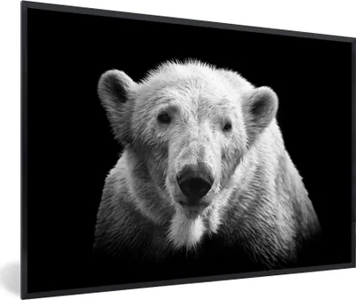 Produktbild von MuchoWow® MuchoWow® Gerahmtes Poster Eisbär - Tier - Schwarz - Weiß 30x20 cm - Poster mit zchwarzem Bilderrahmen - Kunstdruck - Bild-Poster