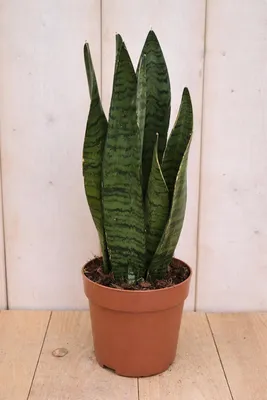 Productafbeelding van Vrouwentong Sansevieria donkergroen 30 cm kamerplant Dracaena Warentuin Natuurlijk