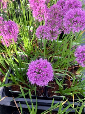 A close-up view of several potted purple allium flowers with green foliage.