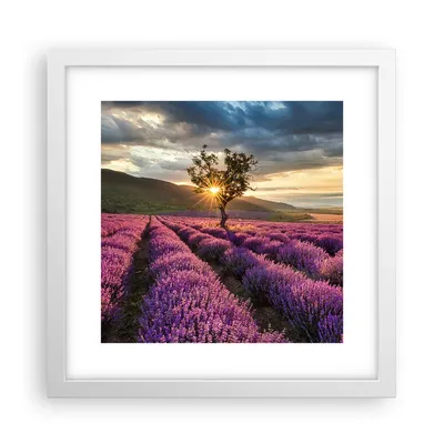 Produktbild von Gerahmtes Poster - Weißer Rahmen - Lavendel Berge Feld - 30x30 cm - Wand Bild - Wanddeko - Wandbilder - Kunstposter - Wandposter - Bilderrahmen - Bilder - Kunstdruck - Wandbild - P2WAC30x30-3645