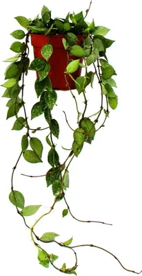 Produktbild von Zimmerpflanze hängend - Hoya krohniana Eskimo - Porzellanblume - Wachsblume - 12cm Topf