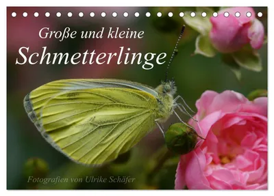Produktbild von Große und kleine Schmetterlinge (Tischkalender 2027 DIN A5 quer), CALVENDO Monatskalender