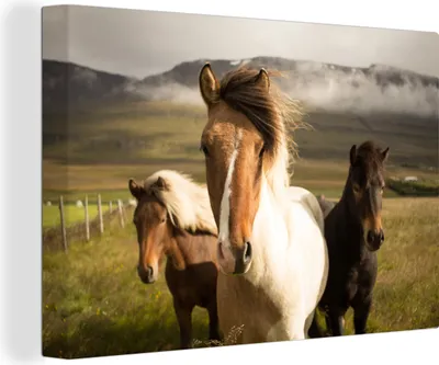 Produktbild von OneMillionCanvasses® - Leinwandbilder - 140x90 cm, Pferde - Tiere - Gras, Wandbilder Kunstdruck Wanddekoration