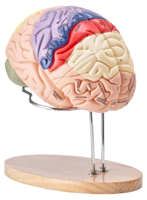 Produktbild von VEVOR Anatomisches Modell des menschlichen Gehirns in 4 Teilen in natürlicher Größe, Ausstellungsbasis mit Etiketten, abnehmbares Gehirn für Lehre