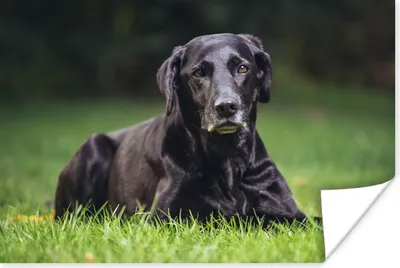 Produktbild von MuchoWow® Poster Ein schwarzer Labrador im Gras 120x80 cm - Bilder