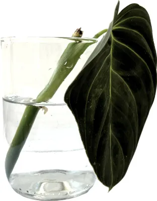 Obrázok produktu pre Gardners Philodendron Melanochrysum - odrezky na zakorenenie