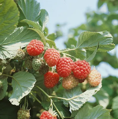 Produktbild von Himbeere Autumn Bliss ab 45 cm, im Topf - Rubus idaeus