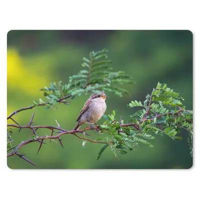 Produktbild von MuchoWow® Mauspad Mousepad Vogel - Baum - Wald 23x19 cm - Mousepads - Maus Mat - Pad - Mausunterlage - Schreibtischunterlage - Mauspad
