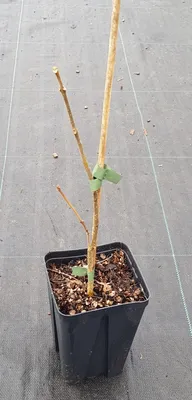 Image de Tetradium daniellii / Arbre à Miel
