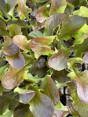 Produktbild von Enseleits Eichblattsalat rot, 10 Salat Jungpflanzen, Pflücksalat Eichenlaubsalat, Lactuca sativa var. acephala