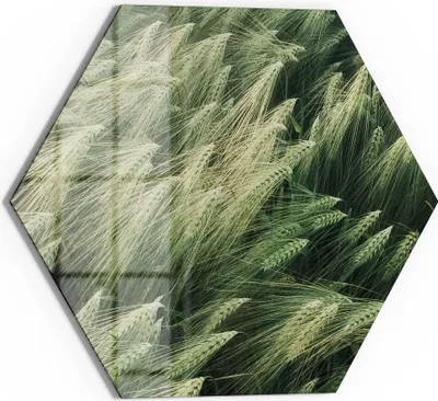Produktbild von DEQORI Magnettafel Glas 55x48 cm 6-eckig 'Getreidefeldidylle' beschreibbar Whiteboard Küche