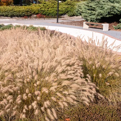 Produktbild von Bloomique - 3er Set - Pennisetum alopecuroides Hameln - Zylinderputzergras - Ziergras - Gartenpflanzen - Winterhart - Höhe 10-20cm - Topf 9x9cm