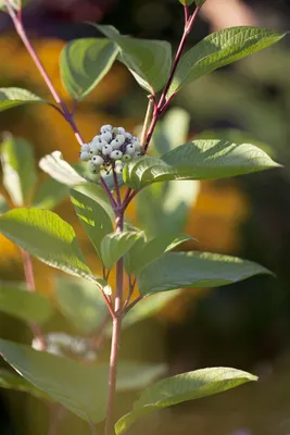 Produktbild von Cornus alba, Hartriegel, 150–200 cm, rotstielig