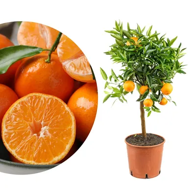Produktbild von Meine Orangerie Clementinenbaum Mezzo - süße Clementine - echter Citrusbaum - fruchtreifes Bäumchen für Garten, Balkon oder Terrasse