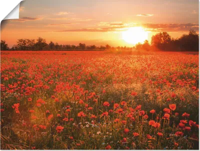 Produktbild von ARTland Poster Mohnblumenfeld bei Sonnenuntergang Größe: 60x45 cm