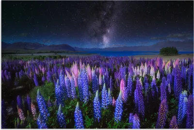 Produktbild von MuchoWow® Poster Blumen - Nacht - Lupine - Sternenhimmel - Lila - Natur 90x60 cm - Schlafzimmer
