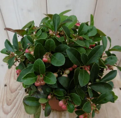 Productafbeelding van 3 stuks! Gaultheria Bergthee Warentuin Natuurlijk