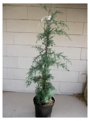 Produktbild von Cupressus glabra Blue Ice - Arizona-Zypresse 80-100