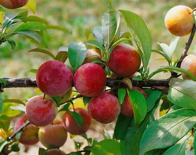 Produktbild von Prunus domestica 'Königin Viktoria', Pflaume, 40 cm Stammhöhe