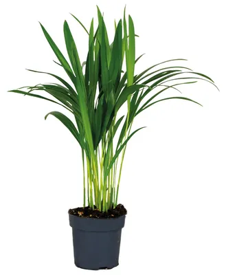 Produktbild von Dypsis Lutescens, Goldfruchtpalme, Palme, 30-40 cm, Topf 12 cm