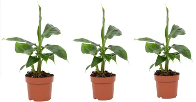 Produktbild von Zierbanane Musa Tropicana 3er Set