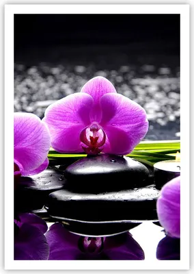 Produktbild von Poster - Poster ohne Rahmen - Orchidee Natur Wasser Blume - 70x100 cm - Wand Bild - Wanddeko - Wandbilder - Kunstposter - Wandposter - Bilder - Kunstdruck - Wandbild - P2XPA70x100-2658