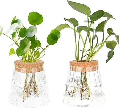Produktbild von 2 Stück Hydrokultur Pflanzen Terrarium, Vintage Kleine Vasen für Tischdeko, Glasvase Propagation Station Kugelvase für Plant Blumen Zimmerpflanzen Pflanze Hydrokultur