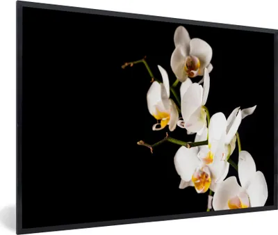 Produktbild von MuchoWow® Gerahmtes Poster Orchidee - Blumen - Pflanzen - Botanisch 90x60 cm - Poster mit Schwarzem Bilderrahmen Wandposter Rahmen Foto Bilder - Fotorahmen - Foto-Plakat
