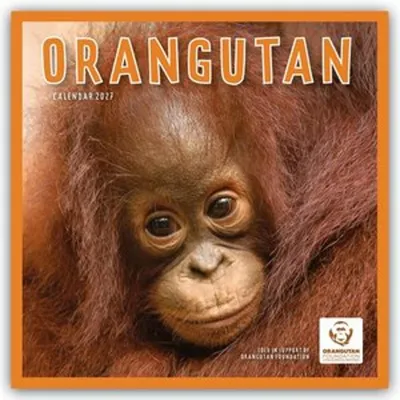 Obrázok produktu pre Orangutan – Kalendár na rok 2027, formát nástenný