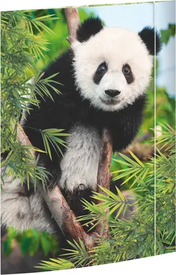 Produktbild von RNK Zeichenmappe Panda DIN A3 Gummizug 310x440mm